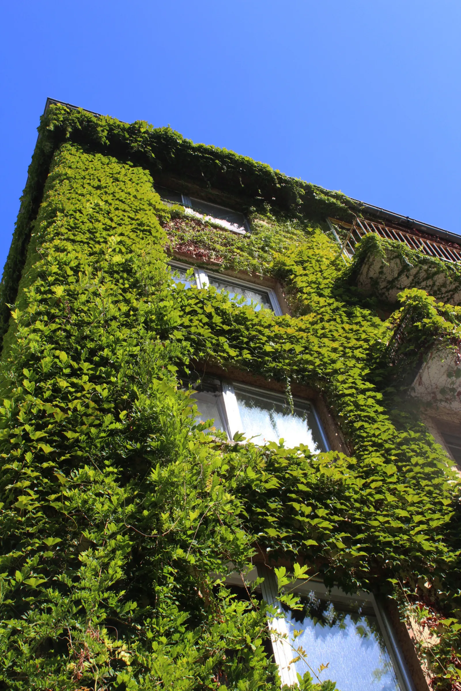 begrüntes Haus